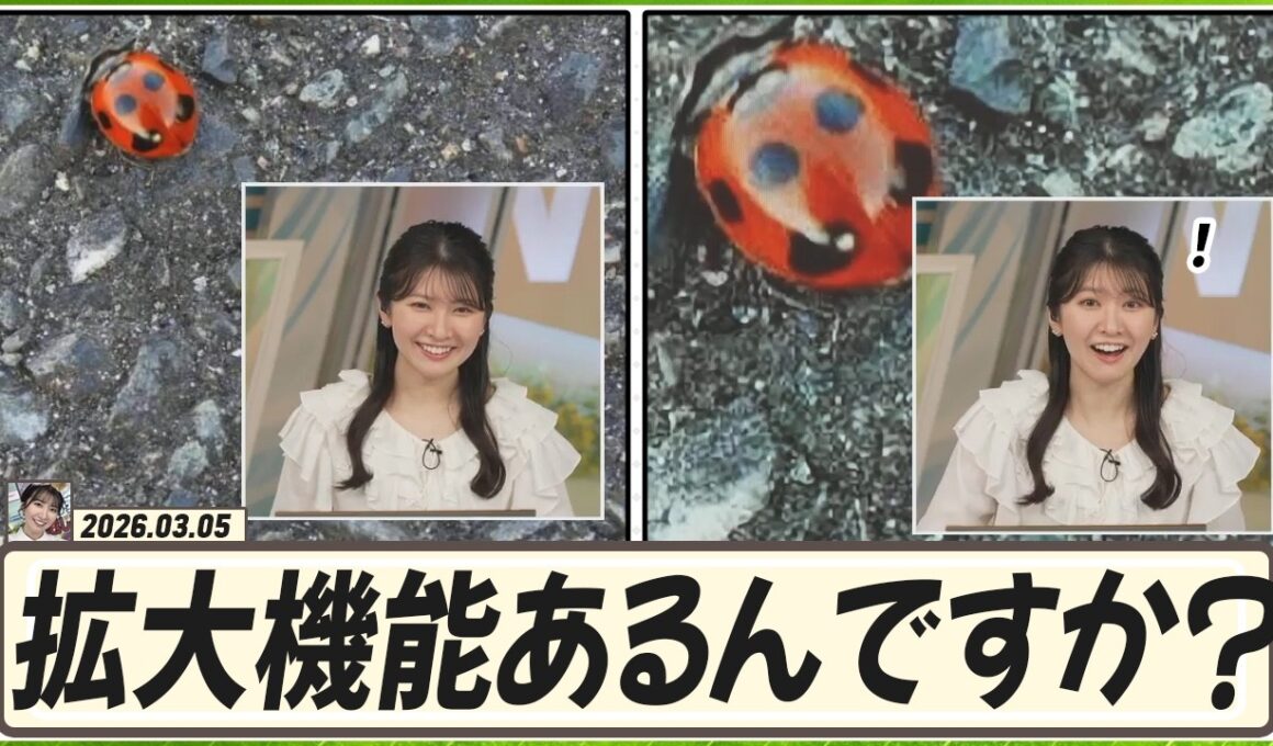 【駒木結衣】 テントウムシちゃん、これは可愛いですね