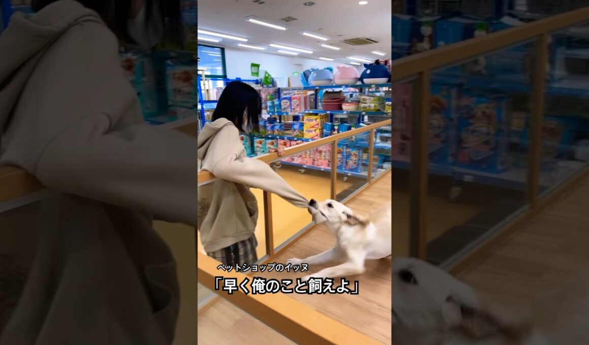 ペットショップのイッヌ「早く俺のこと飼えよ」🤣#short