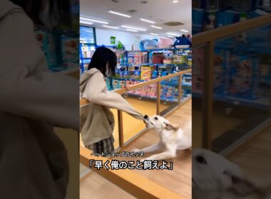 ペットショップのイッヌ「早く俺のこと飼えよ」🤣#short