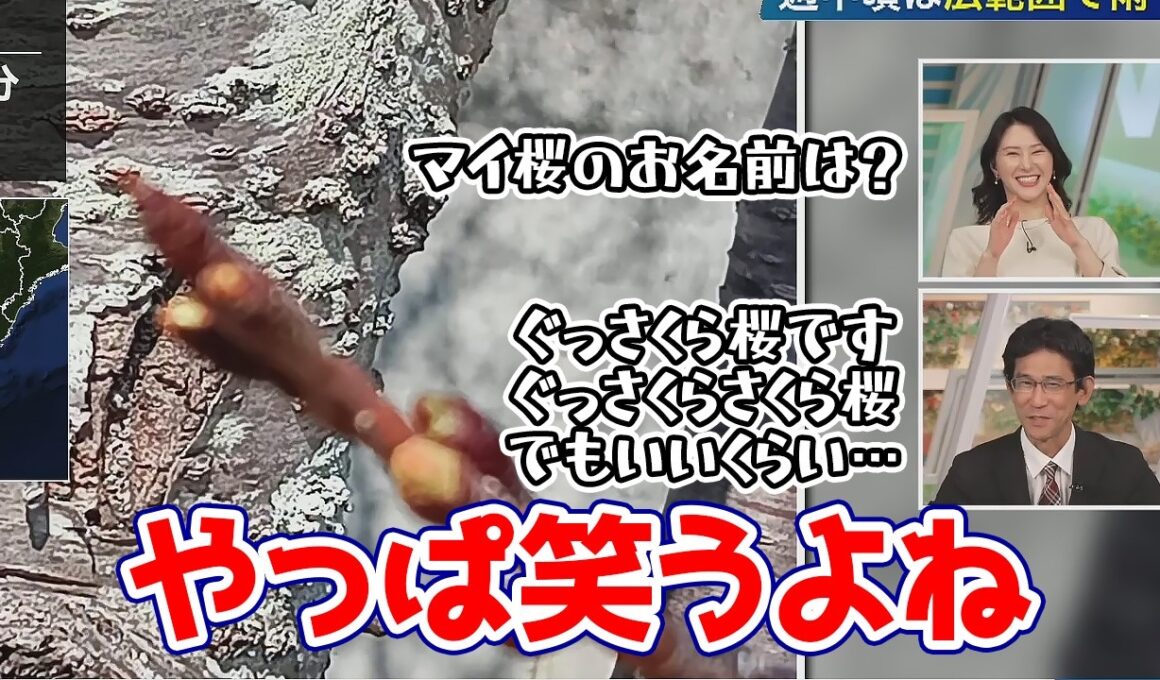 【白井ゆかり・山口剛央】ぐっさんのマイ桜の名前を初めて聞いて笑わずには居られないゆかりん