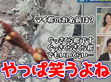 【白井ゆかり・山口剛央】ぐっさんのマイ桜の名前を初めて聞いて笑わずには居られないゆかりん