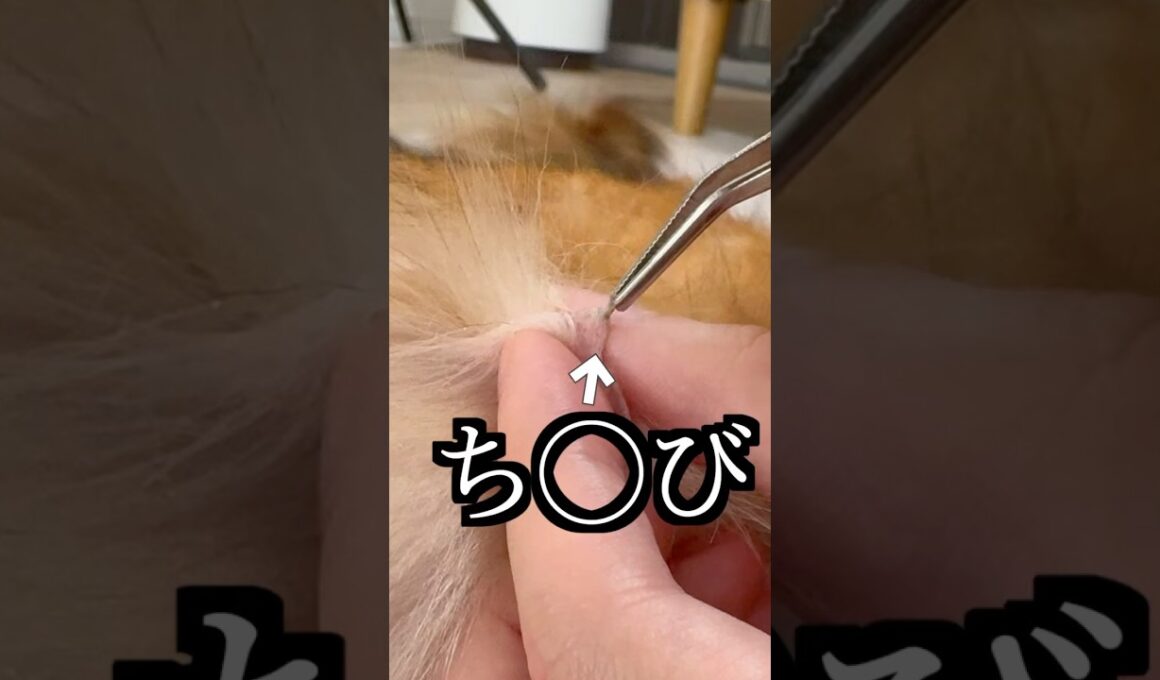 ちちが取れたから病院行ったら衝撃の事実だった！