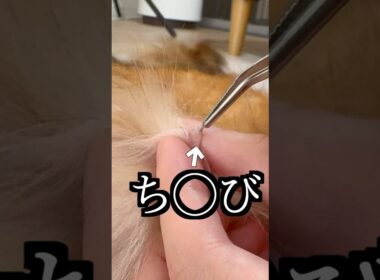 ちちが取れたから病院行ったら衝撃の事実だった！