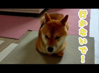 【柴犬飼い主56歳】ドカタを見送る時の豆柴が悲しい声で見送る。