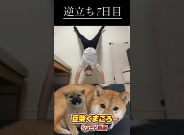 #柴犬 　#くまころー　#ポイポイポー君三世　#犬好きと繋がりたい