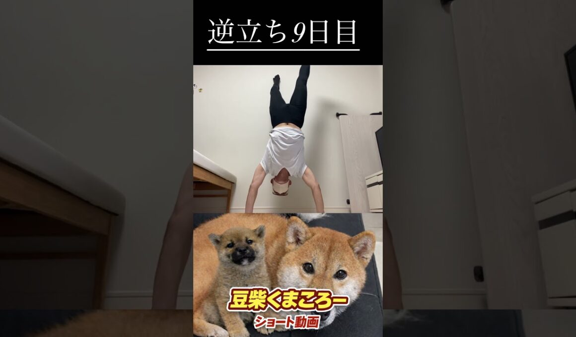 #柴犬 　#くまころー　#ポイポイポー君三世　#犬好きと繋がりたい