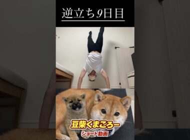 #柴犬 　#くまころー　#ポイポイポー君三世　#犬好きと繋がりたい