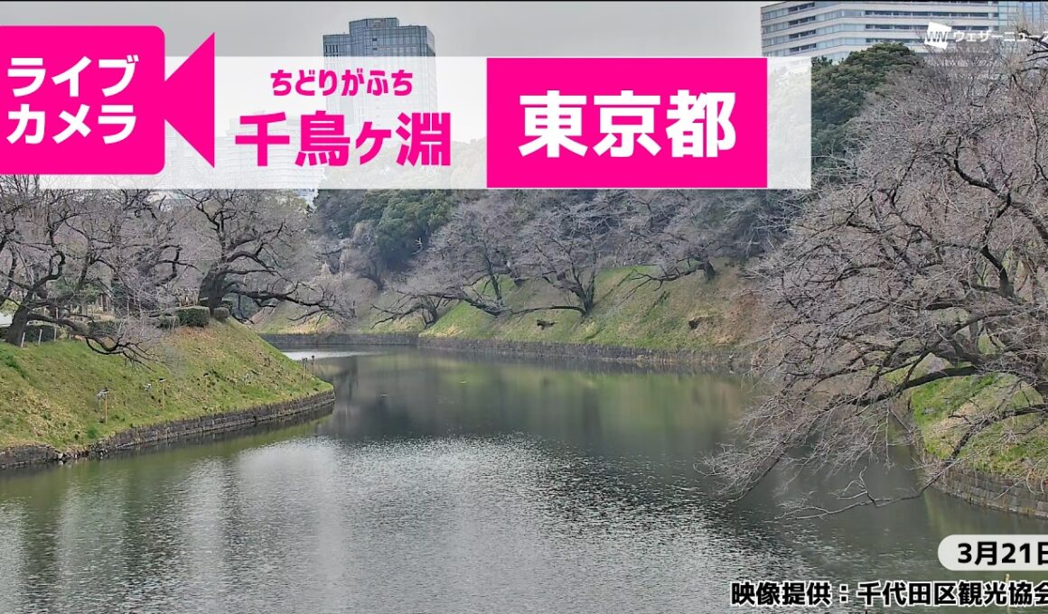 【桜ライブカメラ2026】ソメイヨシノ／「東京都千鳥ケ淵」ライブカメラより/Cherry Blossom Live Camera　 2026年3月21日(土)  #桜  #さくら