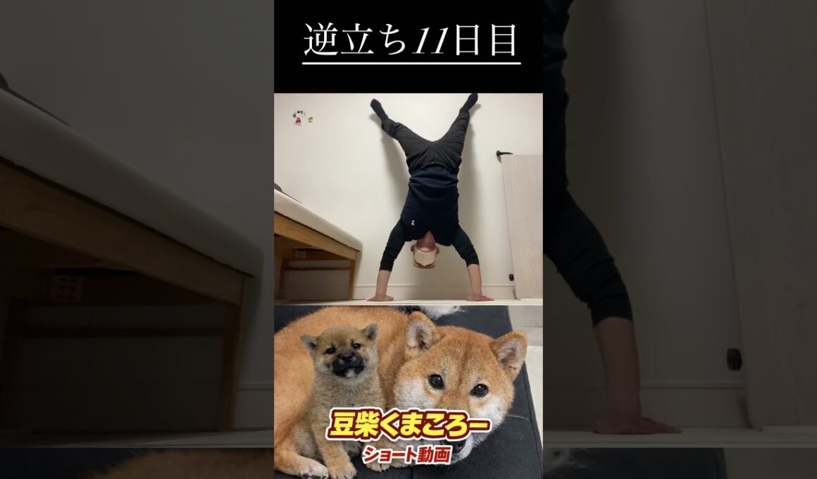 #柴犬 　#くまころー　#ポイポイポー君三世　#犬好きと繋がりたい