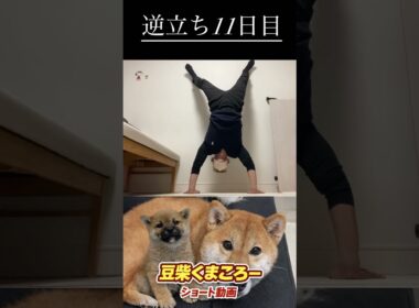 #柴犬 　#くまころー　#ポイポイポー君三世　#犬好きと繋がりたい
