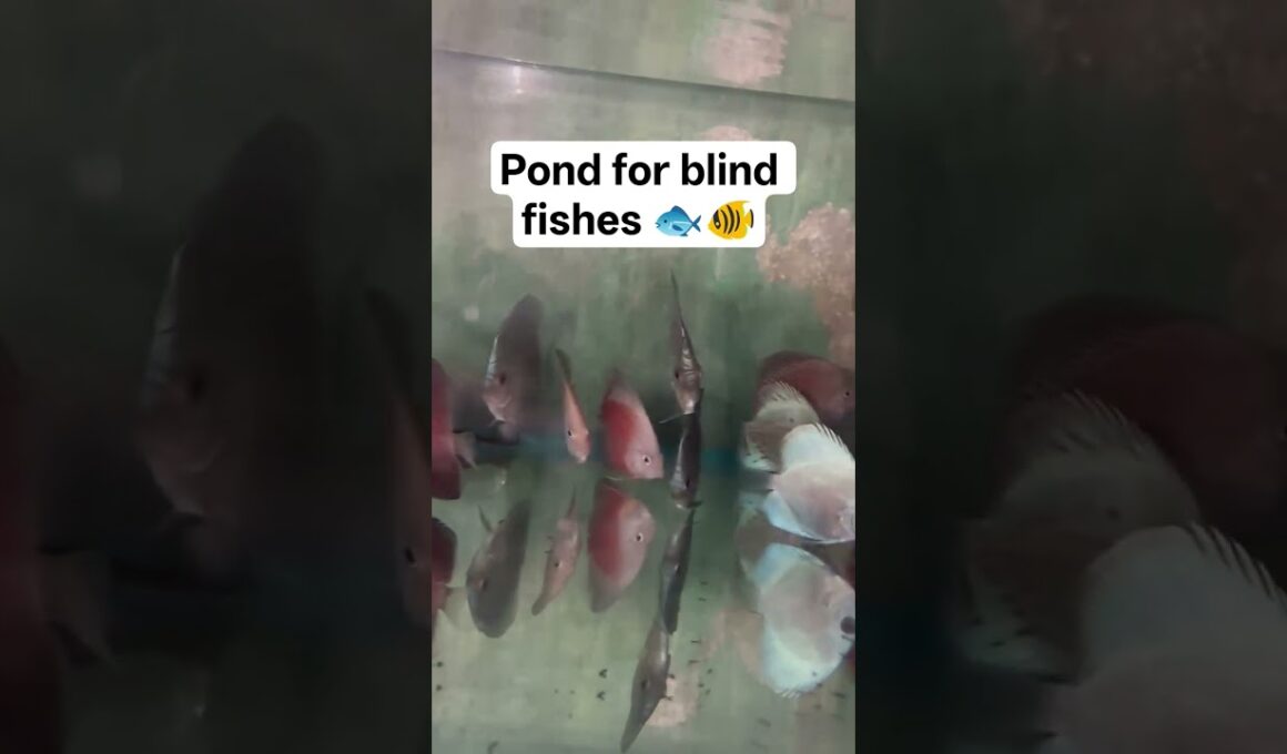 🐠🐟#blind #fish