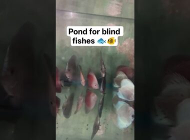 🐠🐟#blind #fish