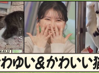 【駒木結衣】 「あんまり皆さんにお見せできない自分が出てきそうだ！」猫ちゃんリポートは結衣ちゃんを幸せにする。ニャンやんの日