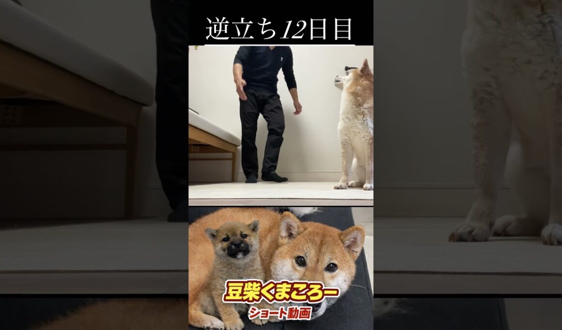 #柴犬 　#くまころー　#ポイポイポー君三世　#犬好きと繋がりたい