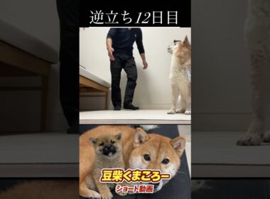 #柴犬 　#くまころー　#ポイポイポー君三世　#犬好きと繋がりたい