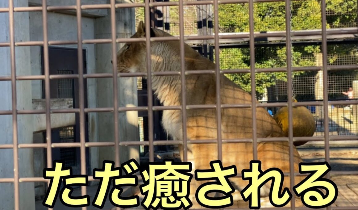【孤独の56歳】何も考えない休日の最後ライオンに全部癒された