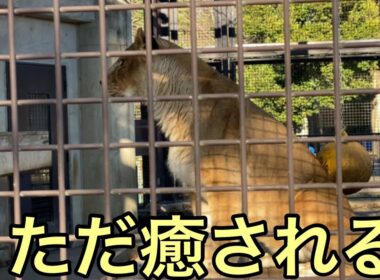 【孤独の56歳】何も考えない休日の最後ライオンに全部癒された