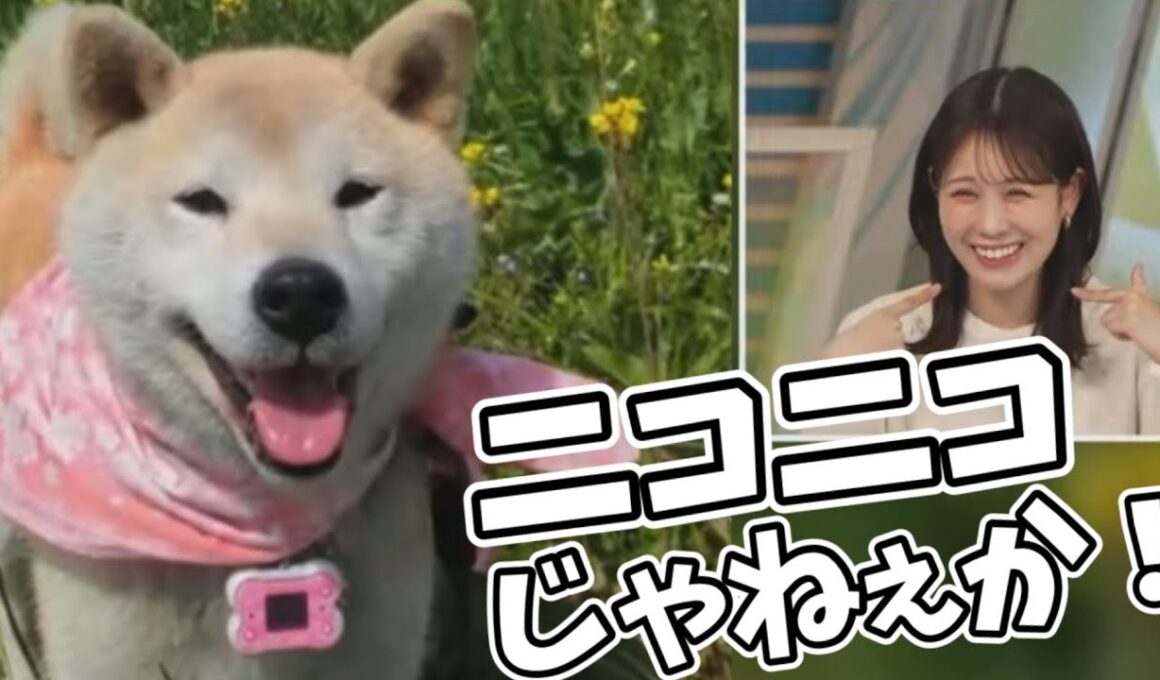 【戸北美月】ニコニコの犬さんに癒されるお天気お姉さん
