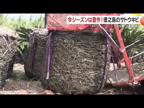 徳之島のサトウキビ　今シーズンは豊作　よく育つ天気は？ (26/03/27 07:45)