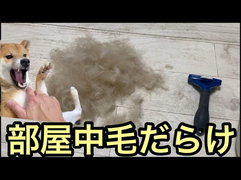 【孤独の56歳】柴犬換毛期これが現実です