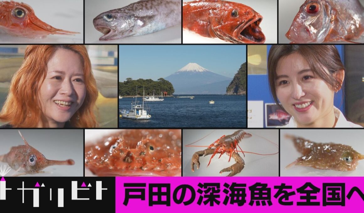 深海魚直送便~深海魚を家庭の食卓へ~（トガリビト第８回）