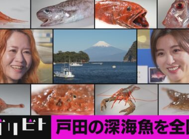深海魚直送便~深海魚を家庭の食卓へ~（トガリビト第８回）