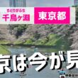【桜ライブカメラ2026】ソメイヨシノ／「東京都千鳥ケ淵」ライブカメラより/Cherry Blossom Live Camera　 2026年4月1日(水)  #桜  #さくら