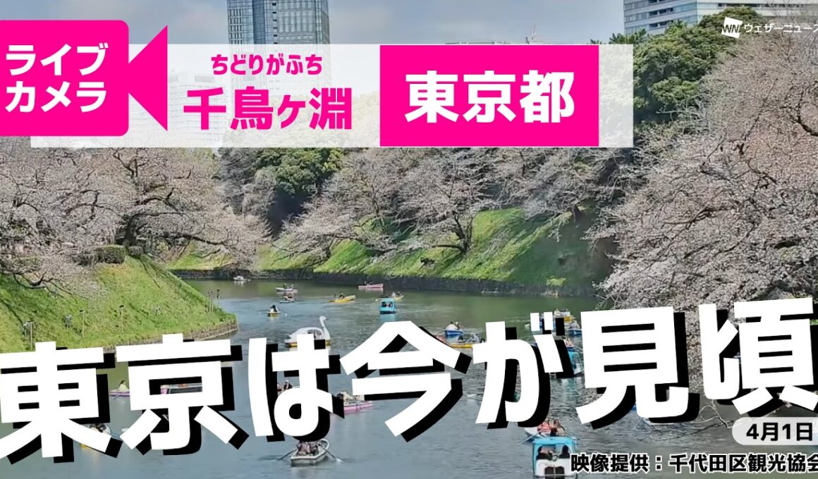 【桜ライブカメラ2026】ソメイヨシノ／「東京都千鳥ケ淵」ライブカメラより/Cherry Blossom Live Camera　 2026年4月1日(水)  #桜  #さくら