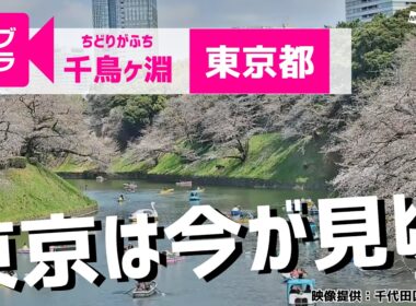 【桜ライブカメラ2026】ソメイヨシノ／「東京都千鳥ケ淵」ライブカメラより/Cherry Blossom Live Camera　 2026年4月1日(水)  #桜  #さくら