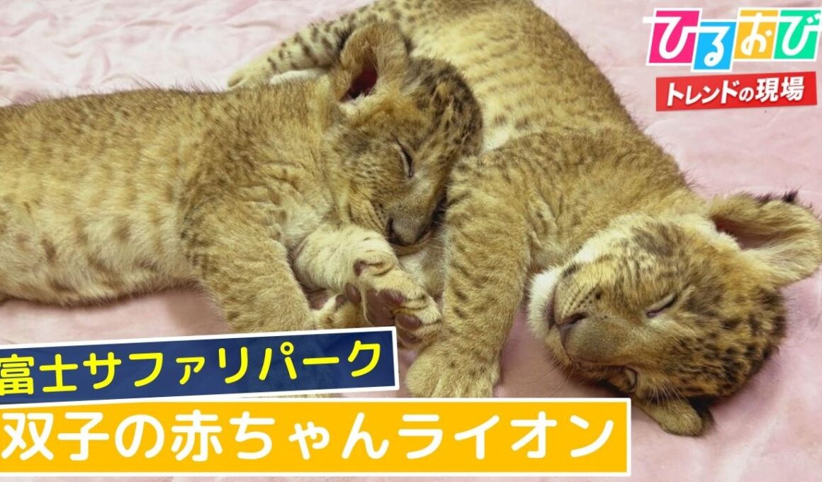 【ひるおび】今だけの癒やし♡双子の赤ちゃんライオン＠富士サファリパーク
