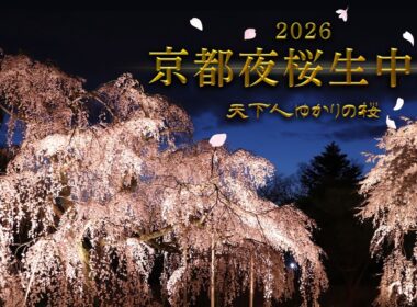 【KBS京都/BS11】京都夜桜生中継2026～天下人ゆかりの桜～／出演：近藤芳正、木下昌輝、髙橋　拓児、海平和（2026年4月1日放送）