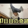 【孤独の56歳】逆立ち17日目…ついに歩けた（壁ありだけど）