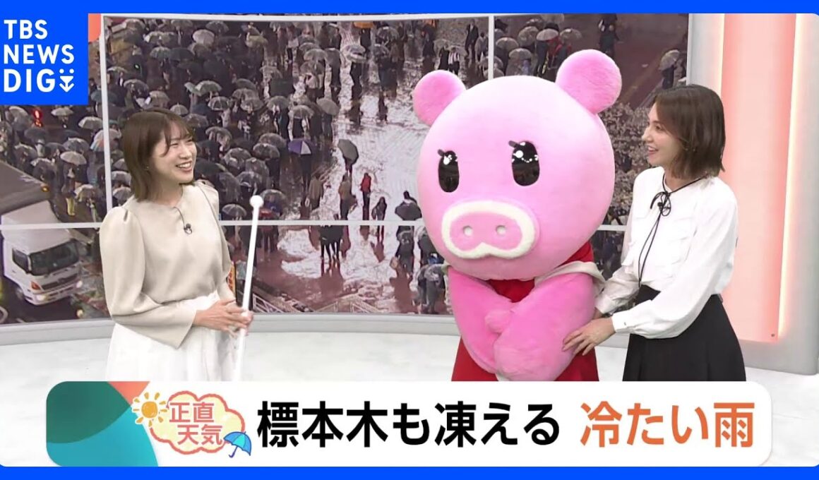 【4月2日 関東の天気】標本木も凍える 冷たい雨｜TBS NEWS DIG