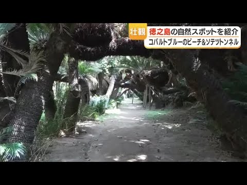徳之島で出会う“南の絶景”　畦プリンスビーチのコバルトブルーと金見崎の200mソテツトンネル (26/04/06 18:55)