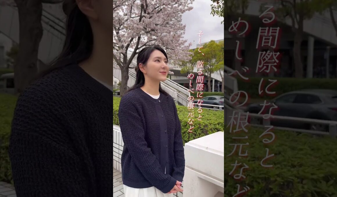 【ややウケ】ソメイヨシノの花の色 #通勤タイパ #白井ゆかり #豆知識