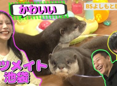 【BS版#69　貴島明日香と都内ドライブ】カワウソにメロメロで癒やされMAX❤️　Volvo EX30 Cross Country