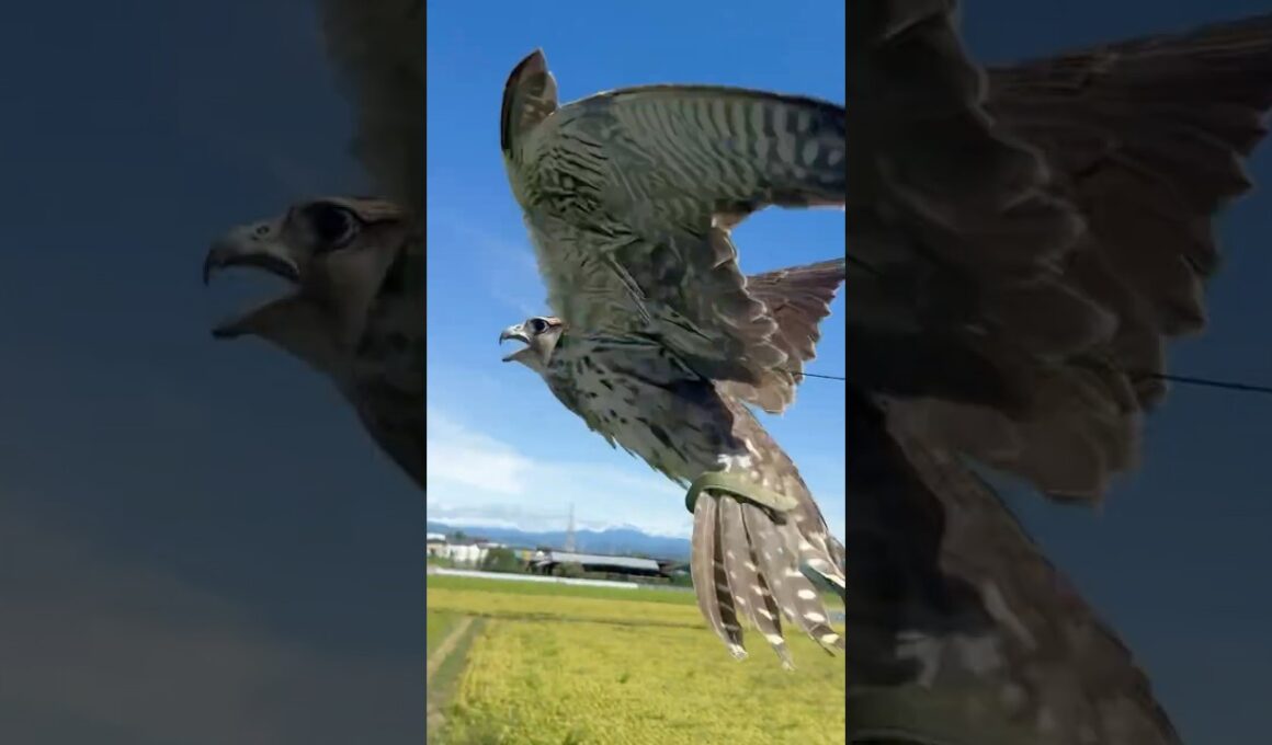 ㊗️190万再生【🔥貴重映像📸】ハヤブサのホバリング(Raptor Hovering in the Sky) #Shorts　#hayabusa  #falcon  #貴重映像 #鳴き声