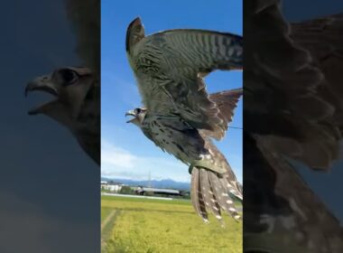 ㊗️190万再生【🔥貴重映像📸】ハヤブサのホバリング(Raptor Hovering in the Sky) #Shorts　#hayabusa  #falcon  #貴重映像 #鳴き声