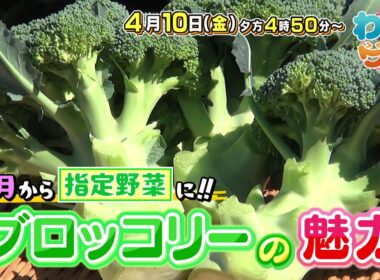 【番宣】注目！ブロッコリー衝撃のアレンジ料理🥦▽Jリーグ・極限のPK戦に潜入！熱き思い!!▽プロが認めるスイーツ店リレーも▽[わいワイ！Friday] 2026/04/10（金）夕方4時50分放送!!
