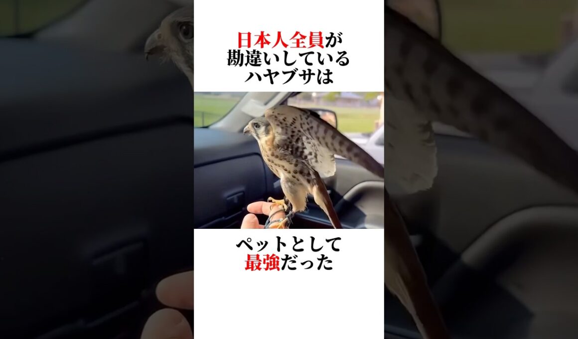 ㊙️ハヤブサの秘密教えます‼️🧐 #動物 #animals #雑学