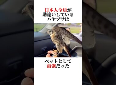㊙️ハヤブサの秘密教えます‼️🧐 #動物 #animals #雑学