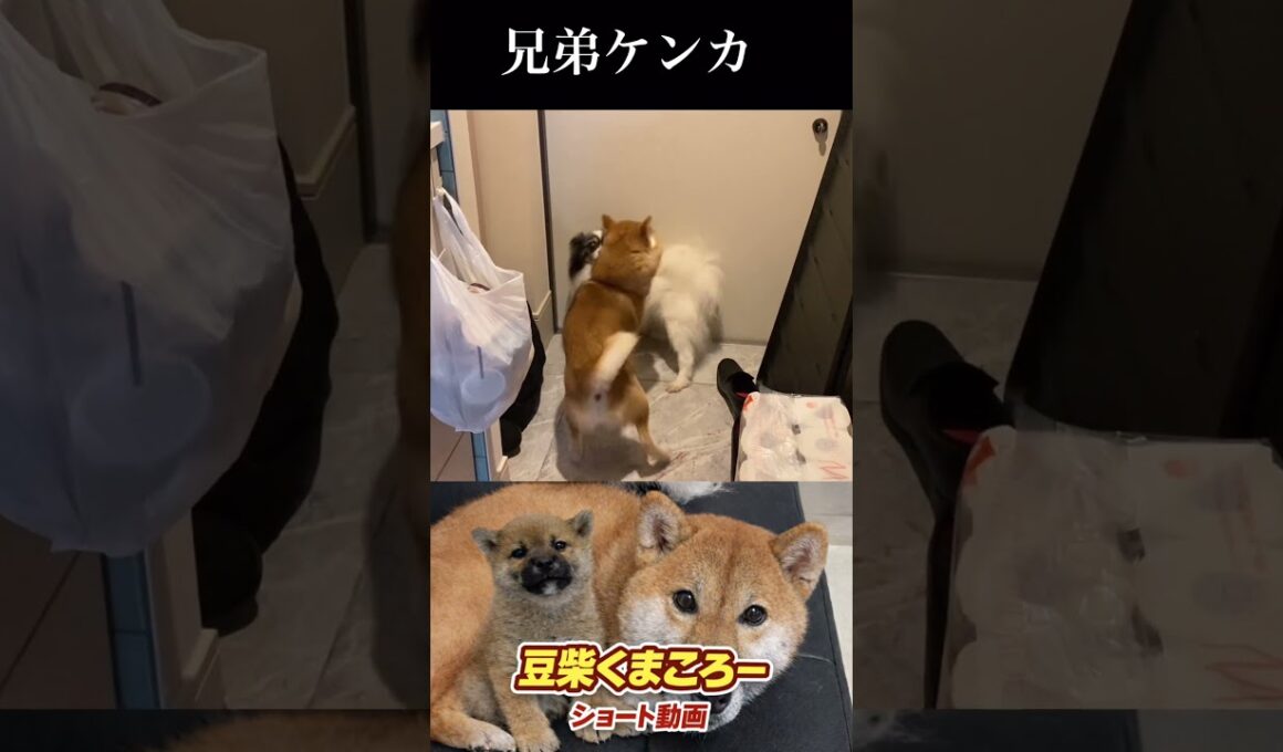 #柴犬 　#くまころー　#ポイポイポー君三世　#犬好きと繋がりたい