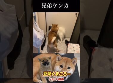 #柴犬 　#くまころー　#ポイポイポー君三世　#犬好きと繋がりたい