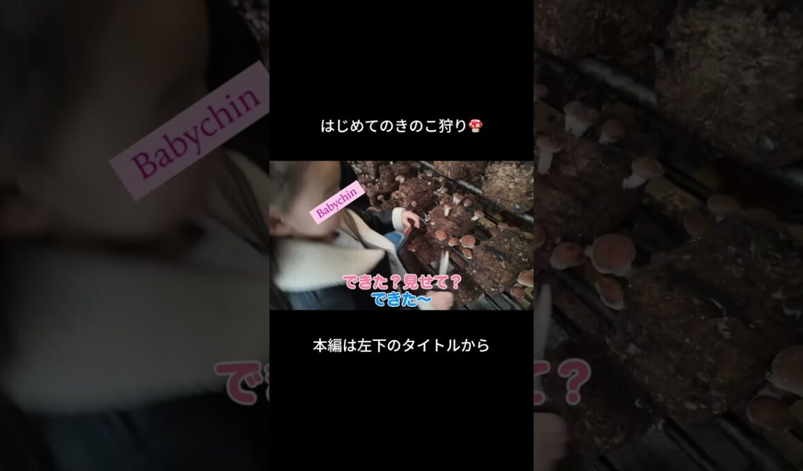 家族できのこ狩りへ