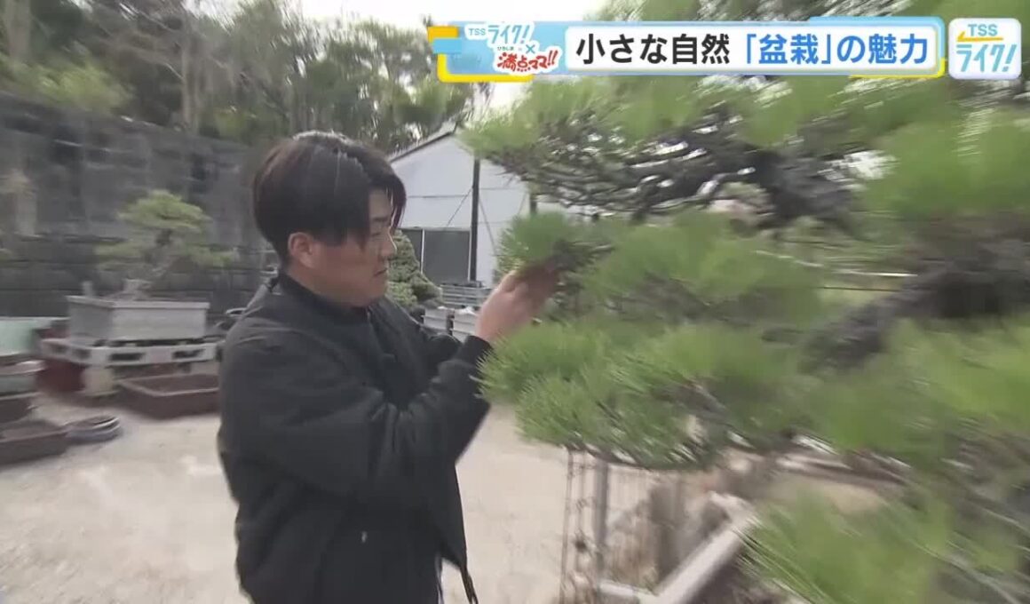 「盆栽」の魅力！ デジタルデトックスに自然と向き合う時間　魅力を広げる新しい取り組みも　広島 (2026/04/13 21:03)