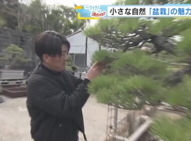 「盆栽」の魅力！ デジタルデトックスに自然と向き合う時間　魅力を広げる新しい取り組みも　広島 (2026/04/13 21:03)