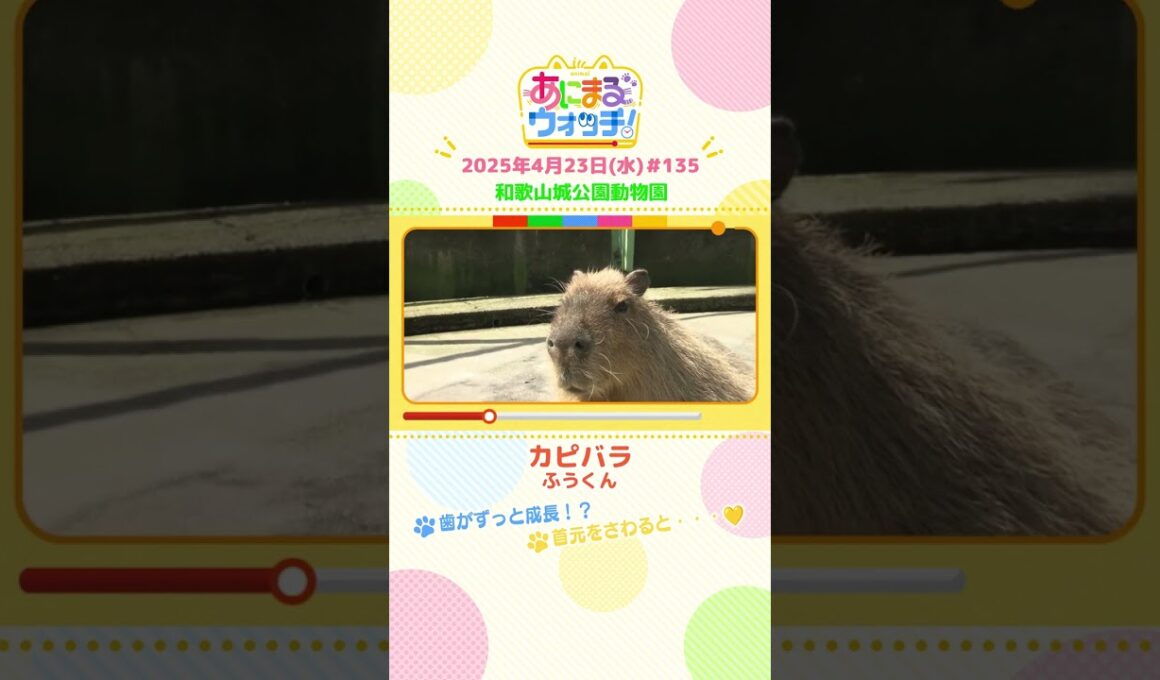 歯がずっと成長！？「カピバラ」 和歌山「和歌山城公園動物園」　#shorts #読売テレビニュース #すまたん ＃あにまるウォッチ #動物