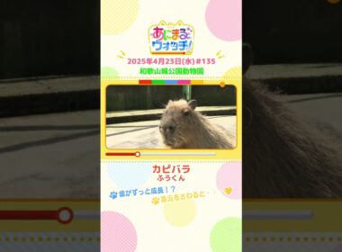 歯がずっと成長！？「カピバラ」 和歌山「和歌山城公園動物園」　#shorts #読売テレビニュース #すまたん ＃あにまるウォッチ #動物