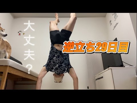 【孤独の56歳】「大丈夫？」豆柴が心配する中…逆立ち29日目の現実