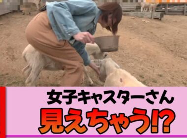【女子キャスター】市村紗弥香さん、エサやりで大パニック！耐えきれず激しく揺れる放送事故レベルｗ